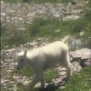 Meet your Posher, Zoe